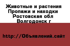 Животные и растения Пропажи и находки. Ростовская обл.,Волгодонск г.